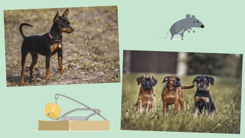 3 таланта собак маленьких пород, о которых необходимо знать