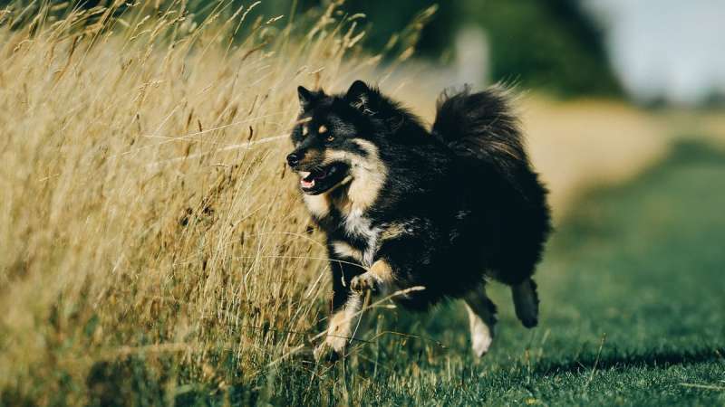 «Характер нордический»: финские породы собак
