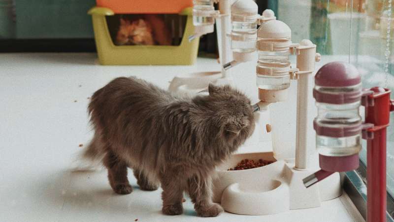 Кошачьи игрушки: как избрать ту, которая понравится вашему питомцу