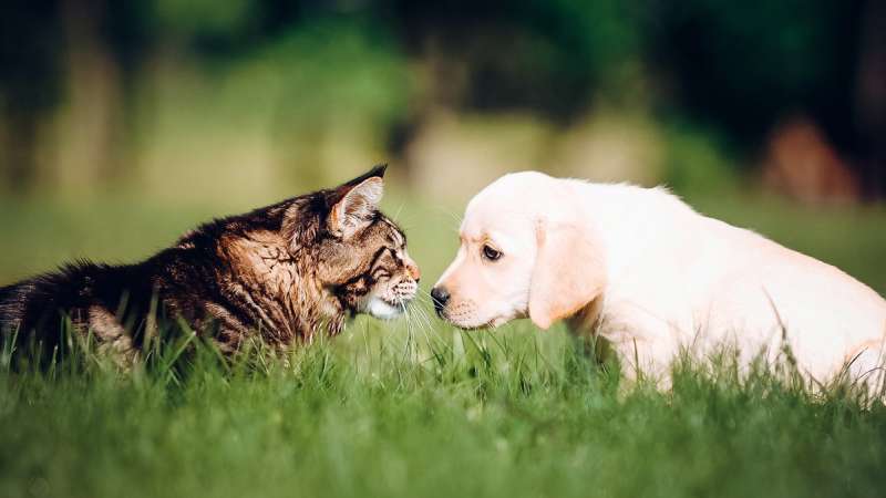 Кошка и собака: секреты сотрудничества