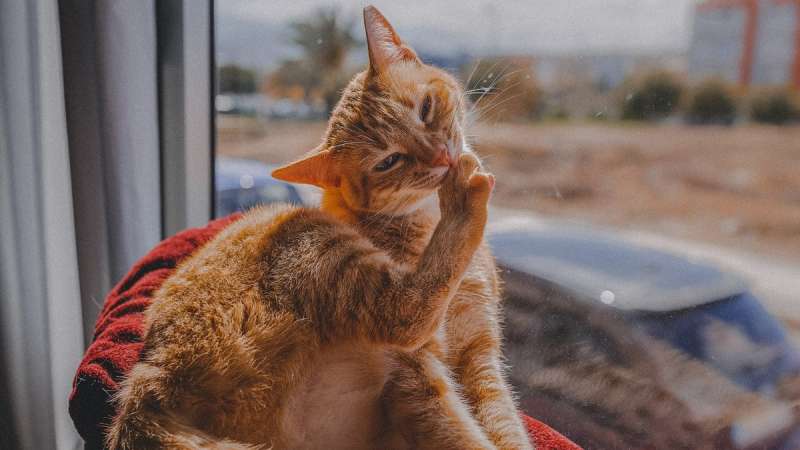 Мифы об уходе за шерстью кошек: разбираемся вместе с грумером