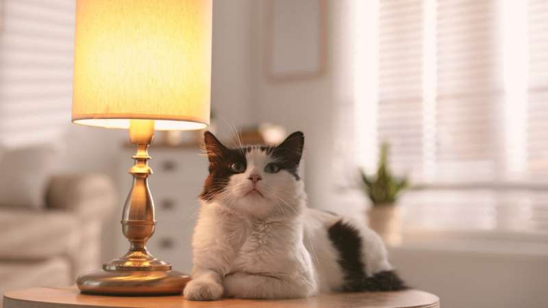 6 изменений в поведении кошки, которые должны заставить задуматься владельца