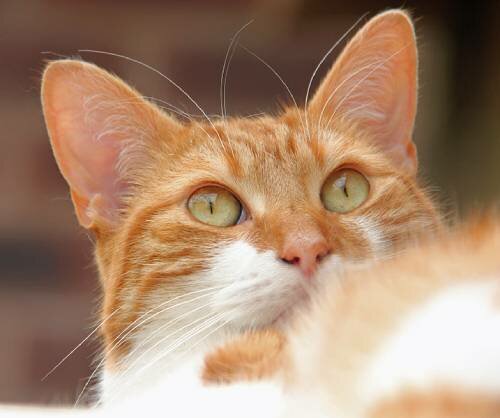 5 первых симптомов калицивироза у кошек