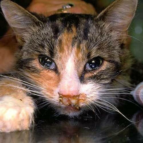 5 первых симптомов калицивироза у кошек - Круглосуточная ветеринарная  клиника Вет-Дух