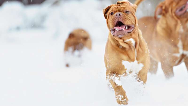 Какие утехи с собакой стоит испытать зимой текущего года