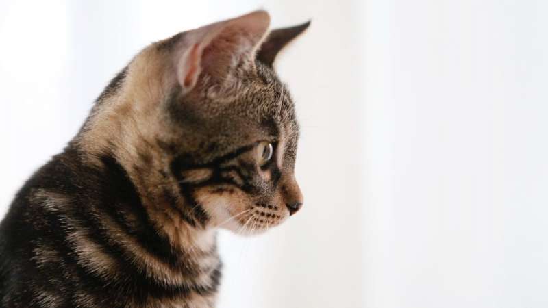 «Можно ли кошкам на стол?» 5 доверчивых вопросов начинающих котовладельцев
