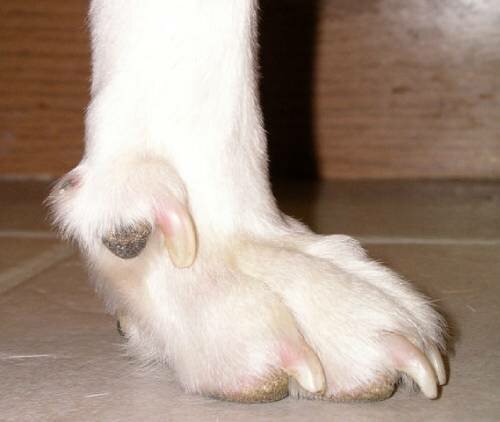 Прибылые пальцы у собак - чем опасен данный дефект развития собаки, и что с ним делать