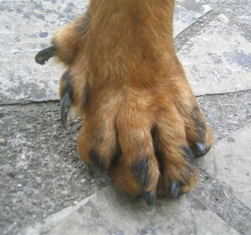 Прибылые пальцы у собак - чем опасен данный дефект развития собаки, и что с ним делать