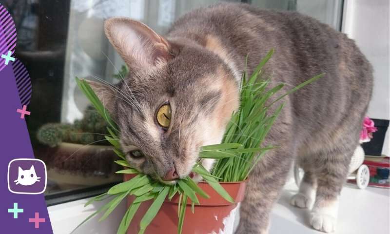 😺Как вырастить дома траву для кошки: 3 простых способа