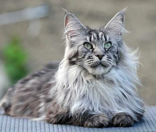 Породы кошек с кисточками на ушах - фото и краткое описание