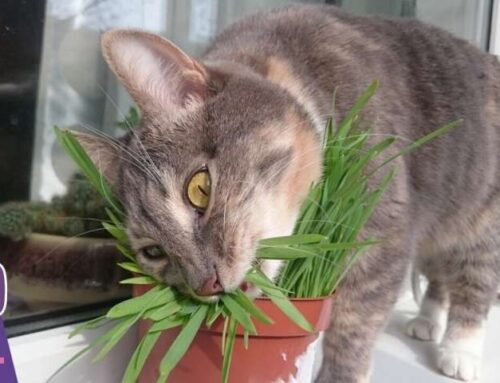 😺Как вырастить дома траву для кошки: 3 простых способа
