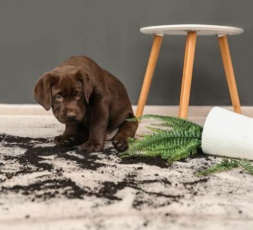 Почему собака уничтожает домашние растения - как отучить питомца от этой привычки