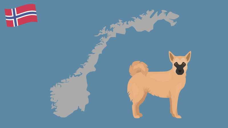 Собаки викингов? Топ-5 норвежских пород