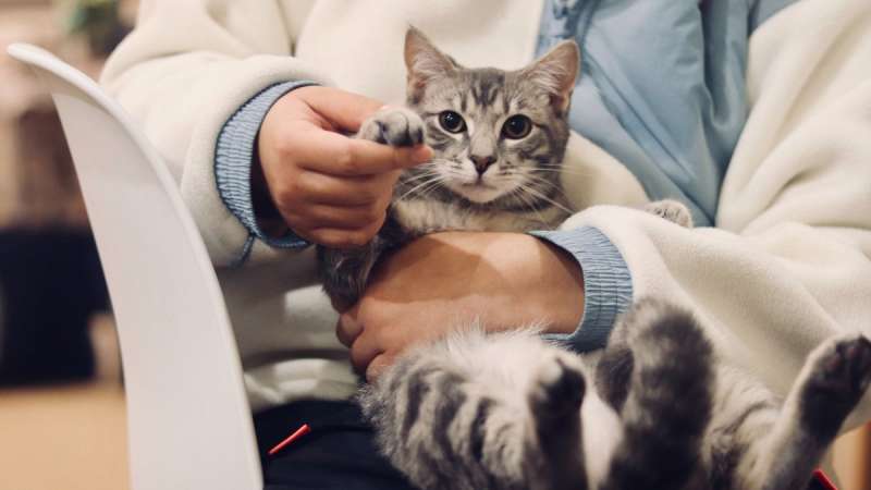 Чумка у кошек: признаки и исцеление заболевания