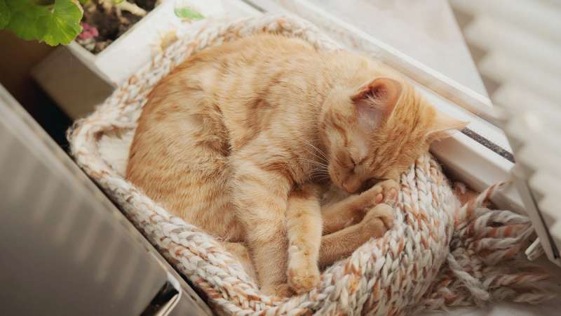 О чем может сообщить поза сна кошки
