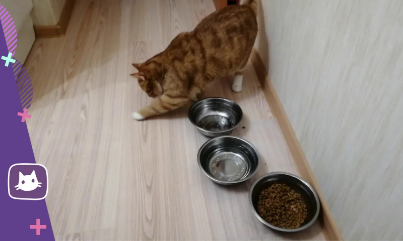 😾Почему кошка закапывает свою еду - Круглосуточная ветеринарная клиника  Вет-Дух