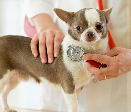 Коллапс трахеи - опасное заболевание карликовых пород собак - причины возникновения, симптомы и возможность лечения