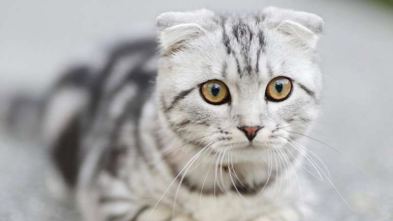 Почему у кошки может появиться мочекаменная заболевание