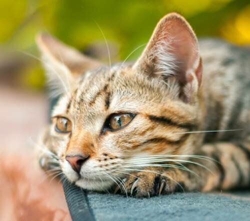 4 пути заражения кошки калицивирозом - как предотвратить заражение питомца опасным вирусом