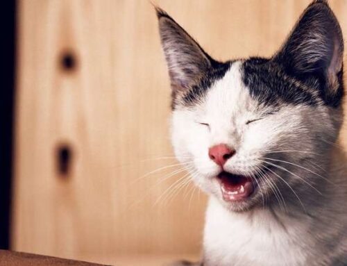 Что делать, если у кота слезится один глаз и не раскрывается