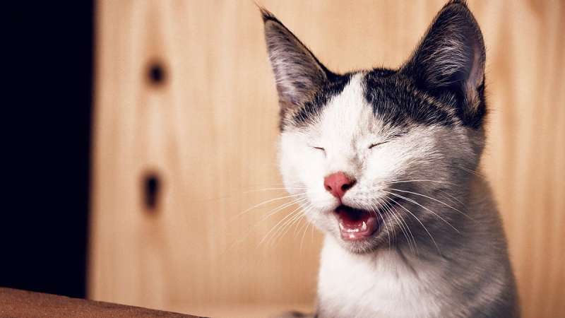 Что делать, если у кота слезится один глаз и не раскрывается -  Круглосуточная ветеринарная клиника Вет-Дух
