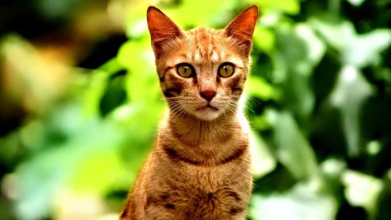 Жара: необходимо ли волноваться о здоровье кошки