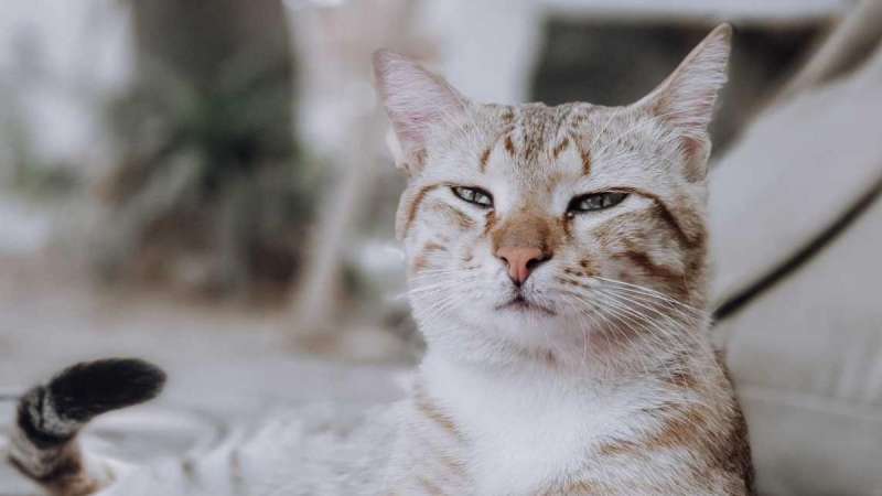Кошка чихает, и у нее слезятся глаза: предпосылки и исцеление дома -  Круглосуточная ветеринарная клиника Вет-Дух