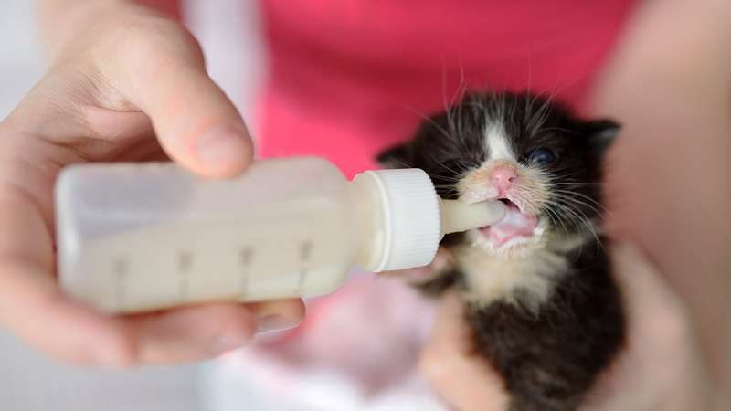 Чем кормить котенка в 1 месяц - Круглосуточная ветеринарная клиника Вет-Дух