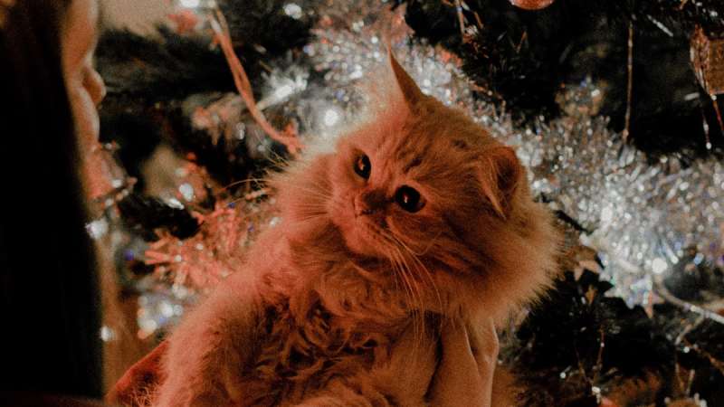 Новогодняя памятка: что опасного может ждать кошек в новогодние праздники