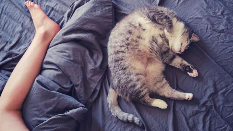 Почему кошки ложатся спать в ногах у человека - Круглосуточная ветеринарная  клиника Вет-Дух