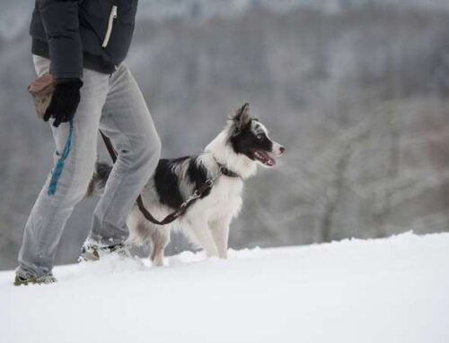 Прогулки зимой: как согреться и хозяину, и собаке