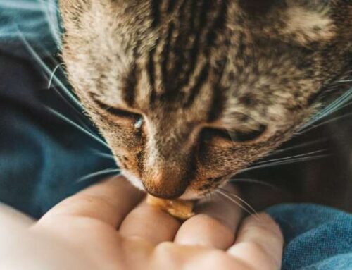 6 необычных фактов про кошачий язык