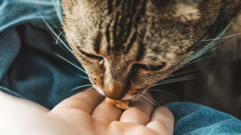 6 необычных фактов про кошачий язык
