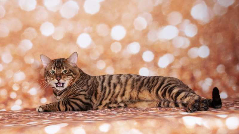 Усатые-полосатые: 5 пород кошек, похожих на тигра