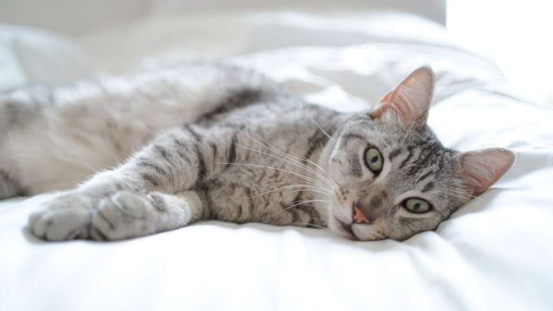 Как распознать у кошки аллергию на корм