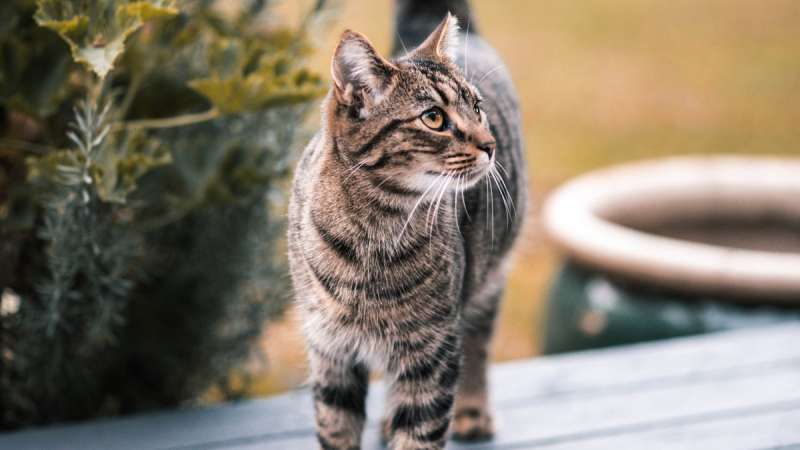 Как стерилизация влияет на организм кошки - Круглосуточная ветеринарная  клиника Вет-Дух