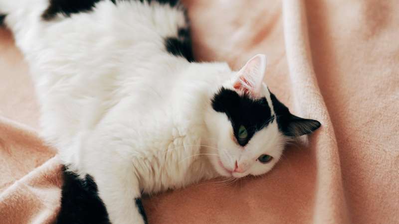Кот без забот: 5 причин, почему люди завидуют кошкам
