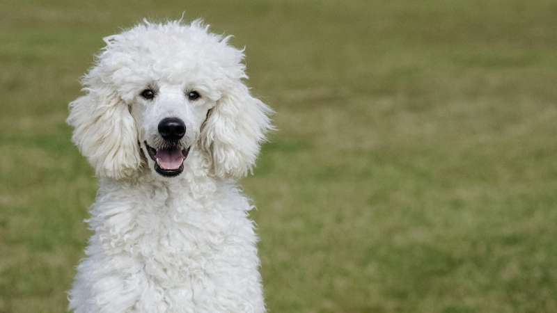 Страна любви: 10 пород собак родом из Франции