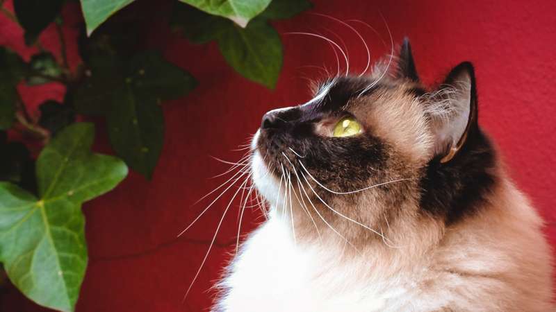 Аллергия на кошек: что нужно знать