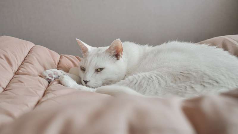 Как назвать белую кошку? 20 имен для питомцев с ангельской внешностью -  Круглосуточная ветеринарная клиника Вет-Дух
