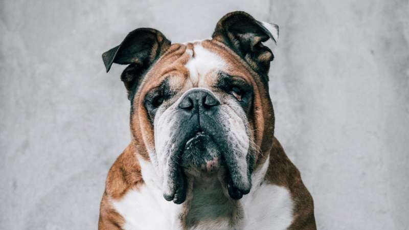 Собаки-брахицефалы: породы и правила ухода