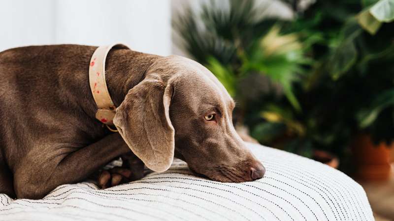 Гастрит, колит, панкреатит: какие проблемы с ЖКТ могут возникнуть у собаки