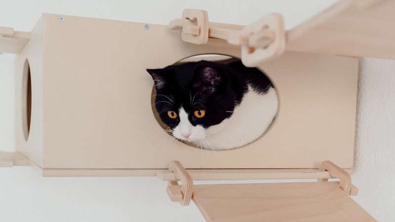 Приятный сюрприз: 5 способов удивить кошку
