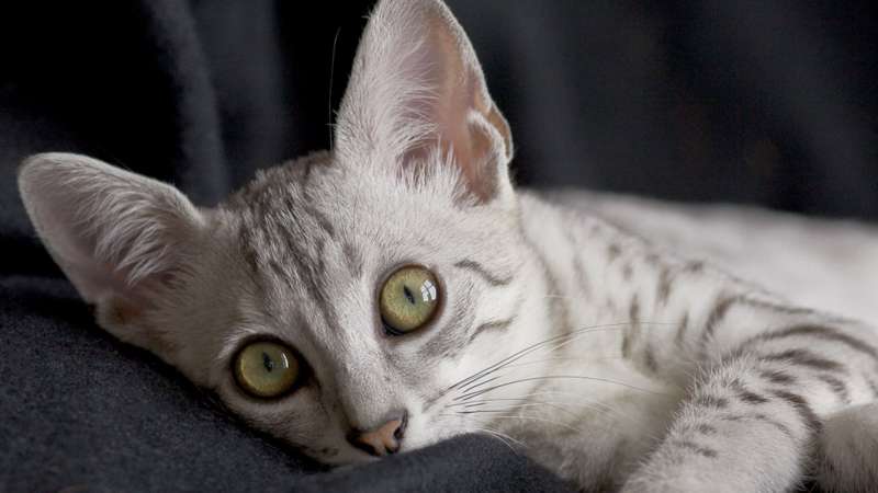 Все, что нужно знать о ЖКТ кошек