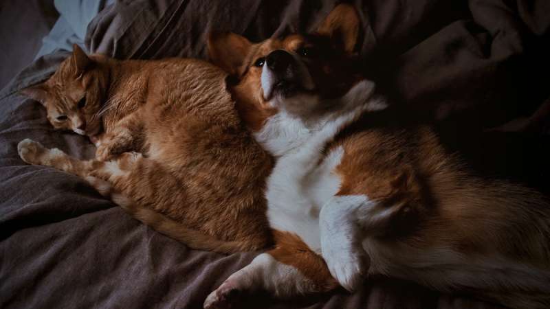 Как подружить кошку и собаку? Советы кинолога
