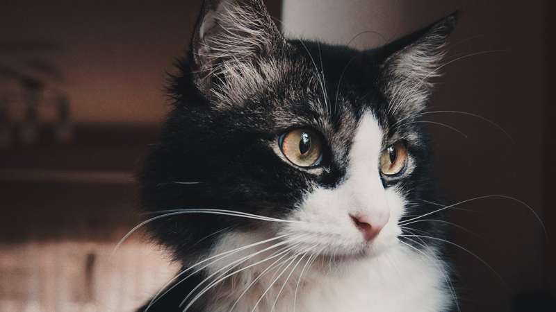 Магия взгляда: 5 причин, почему кошка не сводит с вас глаз