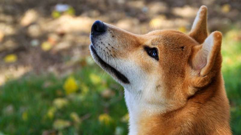 Сильные и независимые: 7 самодостаточных пород собак