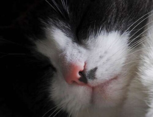 Зачем кошкам усы? Факты, о которых вы не знали