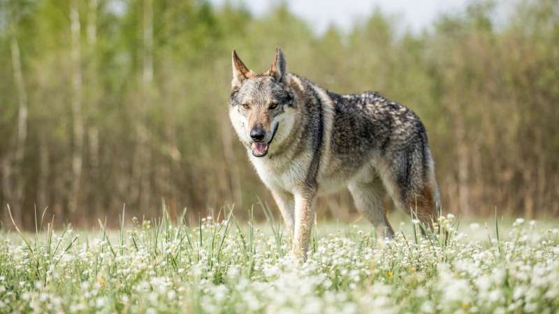 10 пород собак, в жилах которых течет волчья кровь