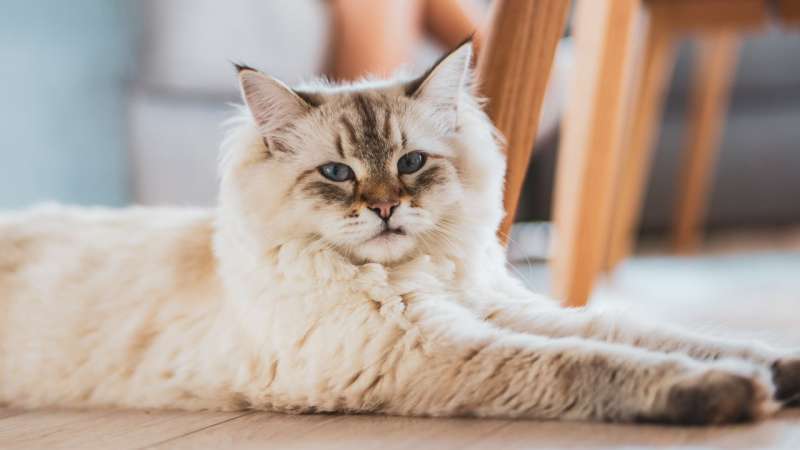 7 фактов о кошачьей шерсти, которые вы могли не знать
